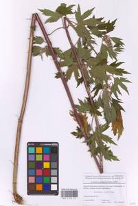 Пустырник пятилопастный Gilib., Восточная Европа, Московская область и Москва (E4a) (Россия)