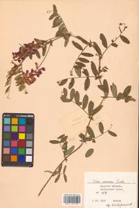 Горошек приятный Fisch. ex Ser., Сибирь, Дальний Восток (S6) (Россия)