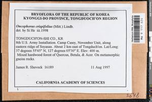 Symblepharis crispifolia (Mitt.) Fedosov, M. Stech & Ignatov, Гербарий мохообразных, Мхи - Азия (вне границ бывшего СССР) (BAs) (Республика Корея)