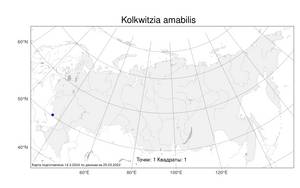Kolkwitzia amabilis, Кольквиция прелестная Graebn., Атлас флоры России (FLORUS) (Россия)