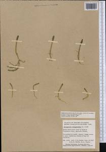 Selaginoides spinulosa (A. Braun ex Döll) Li Bing Zhang & X. M. Zhou, Америка (AMER) (Канада)
