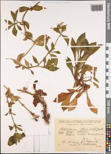 Дрема белая (Mill.) Greuter & Burdet, Кавказ, Грузия (K4) (Грузия)