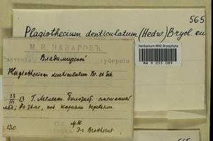 Plagiothecium denticulatum (Hedw.) Schimp., Гербарий мохообразных, Мхи - Центральное Нечерноземье (B6) (Россия)