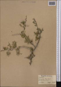 Prunus turcomanica (Lincz.) Kitam., Средняя Азия и Казахстан, Каракумы (M6) (Туркмения)