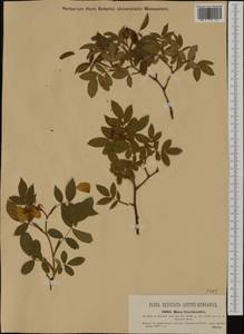 Шиповник собачий, Роза собачья L., Западная Европа (EUR) (Чехия)