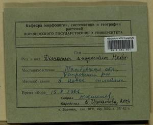 Dicranum scoparium Hedw., Гербарий мохообразных, Мхи - Центральное Черноземье (B10) (Россия)