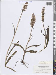 Пальчатокоренник Фукса (Druce) Soó, Восточная Европа, Северо-Западный район (E2) (Россия)