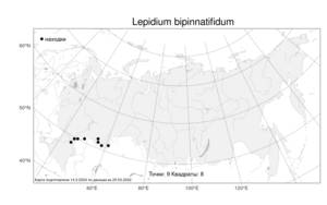 Lepidium bipinnatifidum Desv., Атлас флоры России (FLORUS) (Россия)