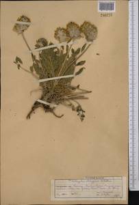 Астрагал алабугский B. Fedtsch., Средняя Азия и Казахстан, Западный Тянь-Шань и Каратау (M3) (Казахстан)