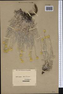 Цмин песчаный (L.) Moench, Сибирь, Западный (Казахстанский) Алтай (S2a) (Казахстан)