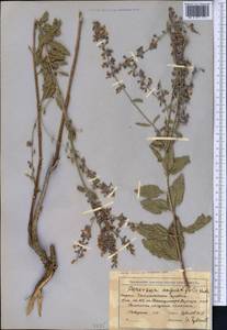 Salvia karelinii J.B.Walker, Средняя Азия и Казахстан, Западный Тянь-Шань и Каратау (M3) (Киргизия)