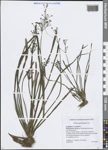 Частуха злаковая Lej., Восточная Европа, Московская область и Москва (E4a) (Россия)