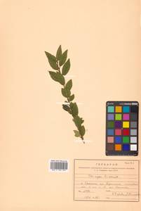 Падуб морщинистый F.Schmidt, Сибирь, Дальний Восток (S6) (Россия)