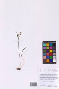 Гусиный лук земляничный (Vill.) E.Bayer & G.López, Восточная Европа, Московская область и Москва (E4a) (Россия)