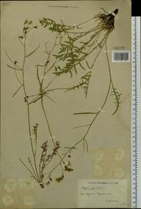 Crepidiastrum tenuifolium (Willd.) Sennikov, Сибирь, Якутия (S5) (Россия)