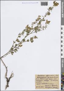 Донник лекарственный (L.) Lam., Восточная Европа, Центральный лесостепной район (E6) (Россия)