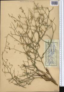 Вьюнок седоватый Schrenk, Средняя Азия и Казахстан, Муюнкумы, Прибалхашье и Бетпак-Дала (M9) (Казахстан)