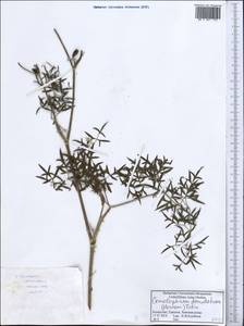 Cenolophium fischeri (Spreng.) W.D.J.Koch, Средняя Азия и Казахстан, Прикаспийский Устюрт и Северное Приаралье (M8) (Казахстан)