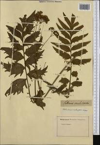 Valeriana excelsa subsp. sambucifolia (J. C. Mikan ex Pohl) Holub, Западная Европа (EUR) (Неизвестно)
