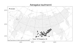 Astragalus kaufmannii, Астрагал Кауфмана Krylov, Атлас флоры России (FLORUS) (Россия)