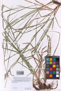 Ожика дубравная (Lam.) Dandy & Wilmott, Восточная Европа, Московская область и Москва (E4a) (Россия)