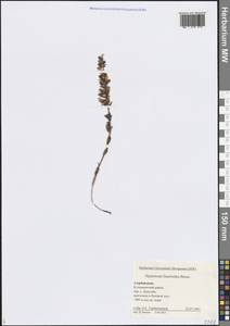 Зверобой льнянковидный Bosse, Кавказ, Азербайджан (K6) (Азербайджан)