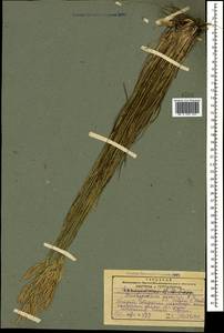 Коротконожка перистая (L.) P.Beauv., Кавказ, Грузия (K4) (Грузия)