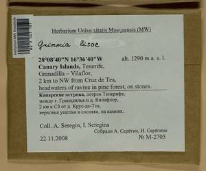 Grimmia lisae De Not., Гербарий мохообразных, Мхи - Макаронезия (BMc) (Испания)