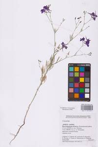 Живокость, Восточная Европа, Нижневолжский район (E9) (Россия)