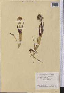 Petasites frigidus var. sagittatus (Banks ex Pursh) Chern., Америка (AMER) (Канада)