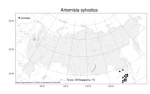 Artemisia sylvatica, Полынь лесная Maxim., Атлас флоры России (FLORUS) (Россия)
