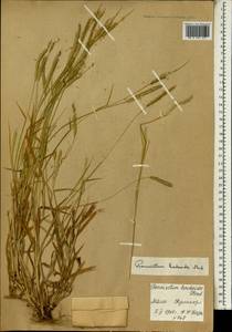 Pennisetum hordeoides (Lam.) Steud., Африка (AFR) (Мали)