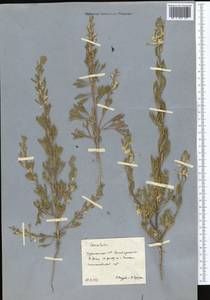 Живокость, Средняя Азия и Казахстан, Каракумы (M6) (Туркмения)