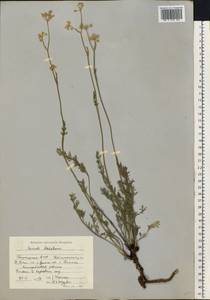 Конский фенхель Ледебура (G.Don) J.H.Xue, Chepinoga & K.P.Ma, Восточная Европа, Восточный район (E10) (Россия)