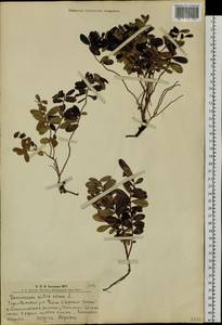 Брусника обыкновенная L., Сибирь, Алтай и Саяны (S2) (Россия)