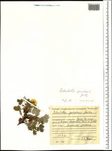 Potentilla ×gorodkovii Jurtzev, Сибирь, Центральная Сибирь (S3) (Россия)