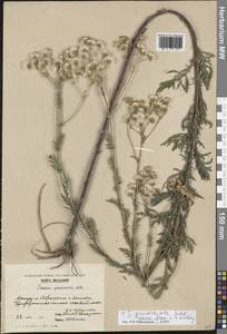 Jacobaea erucifolia subsp. grandidentata (Ledeb.) V.V.Fateryga & Fateryga, Восточная Европа, Молдавия (E13a) (Молдавия)