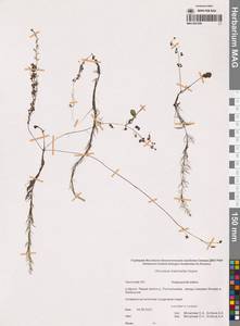 Пузырчатка средняя  Hayne, Сибирь, Чукотка и Камчатка (S7) (Россия)