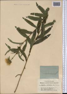 Pentanema salicinum subsp. salicinum, Сибирь, Западная Сибирь (S1) (Россия)