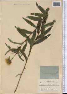 Pentanema salicinum (L.) D. Gut. Larr., Santos-Vicente, Anderb., E. Rico & M. M. Mart. Ort., Сибирь, Западная Сибирь (S1) (Россия)