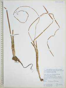 Стрелолист плавающий Pall., Сибирь, Дальний Восток (S6) (Россия)