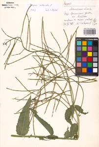 Вечерница обыкновенная L., Восточная Европа, Московская область и Москва (E4a) (Россия)