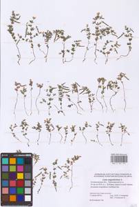 Лядвенец узкий L., Восточная Европа, Нижневолжский район (E9) (Россия)