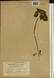 Яснотка пурпурная, Яснотка пурпуровая L., Восточная Европа, Белоруссия (E3a) (Белоруссия)