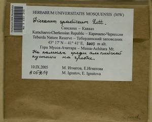 Dicranum spadiceum J.E. Zetterst., Гербарий мохообразных, Мхи - Северный Кавказ и Предкавказье (B12) (Россия)