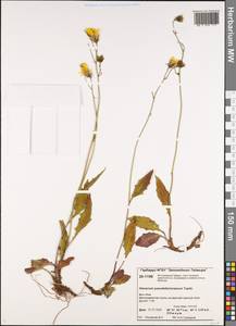 Hieracium pseudofariniramum Tupitz., Сибирь, Центральная Сибирь (S3) (Россия)