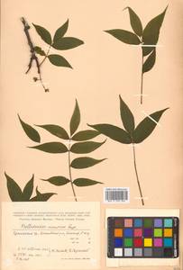 Бархат амурский Rupr., Сибирь, Дальний Восток (S6) (Россия)