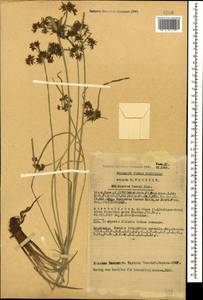 Сыть бурая L., Кавказ, Азербайджан (K6) (Азербайджан)
