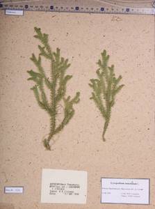 Spinulum annotinum subsp. annotinum, Сибирь, Прибайкалье и Забайкалье (S4) (Россия)