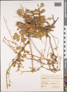 Raphanus raphanistrum subsp. landra (Moretti ex DC.) Bonnier & Layens, Кавказ, Черноморское побережье (от Новороссийска до Адлера) (K3) (Россия)